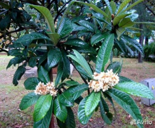 Мушмула вечнозеленая съедобная