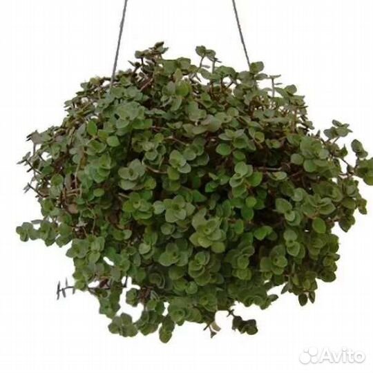 Дихондра, коллизия розовая, зелёная