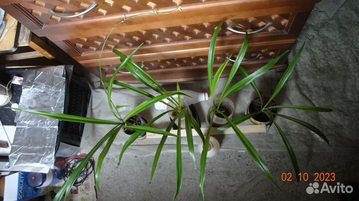 Хлорофитум, возраст 2 года