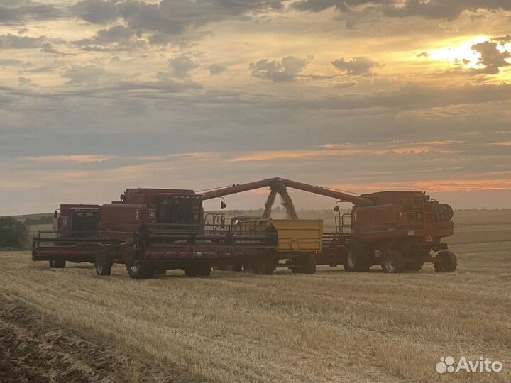 Уборка подсолнечника 2023