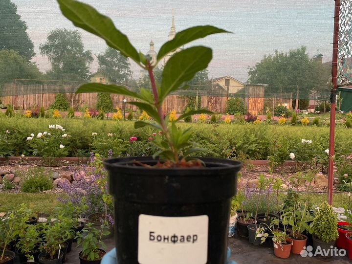 Гортензия метельчатая Бонфаер