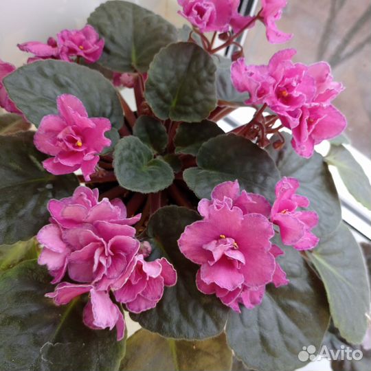 Фиалка в горшках