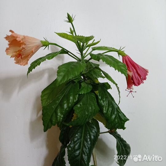 Сортовые гибискусы