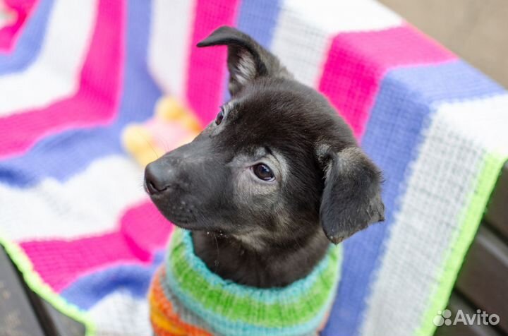 Щенок будет маленьким