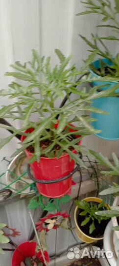 Продам цветы