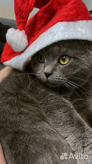 Передержка кошек и собак (индивидуальная)