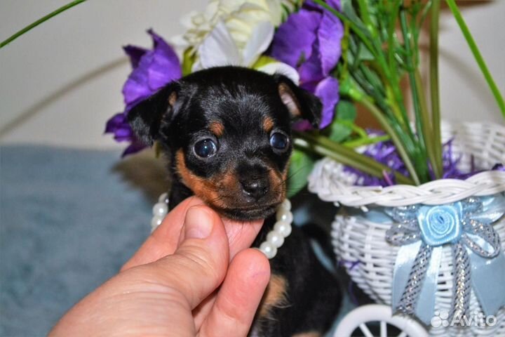 Мини той-терьер щенки-бронь