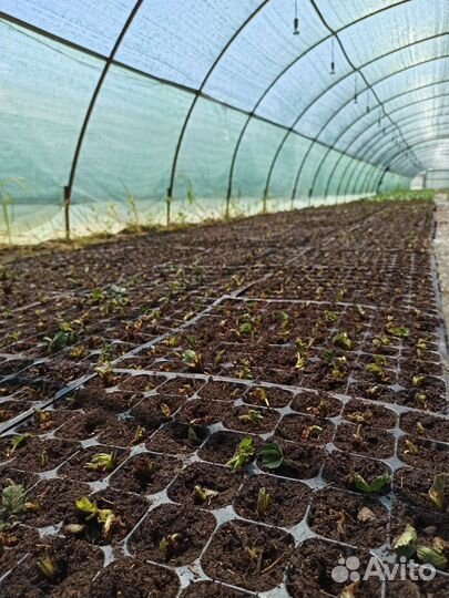 Саженцы клубники зкс фриго рассада