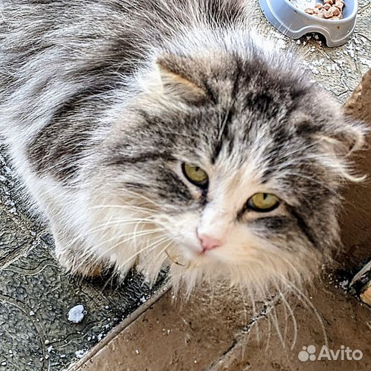 Кот в добрые руки