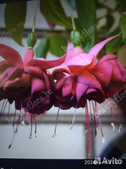 Фуксия сортовая