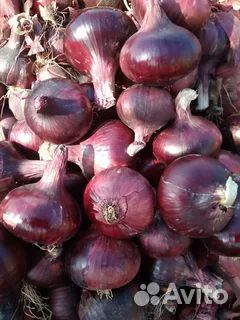 Лук фиолетовый оптом