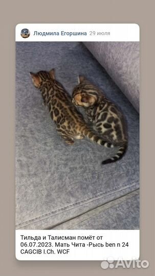 Бенгальские котята с документами