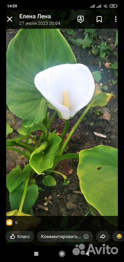 Комнатные цветы