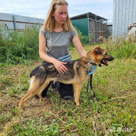 Собака в добрые руки