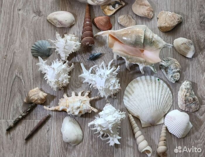 Морские ракушки раковины