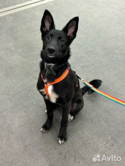 Красивый чёрный щенок