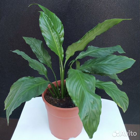 Спатифиллум 