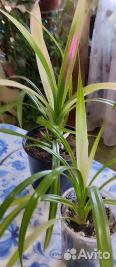 Аглаонемы и другие комнатные цветы