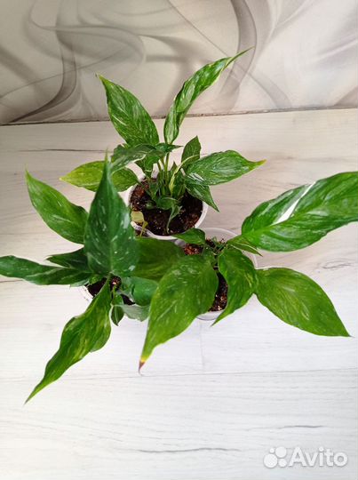 Комнатные цветы