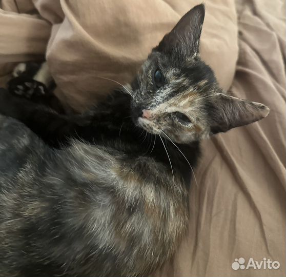 Кошки в добрые руки