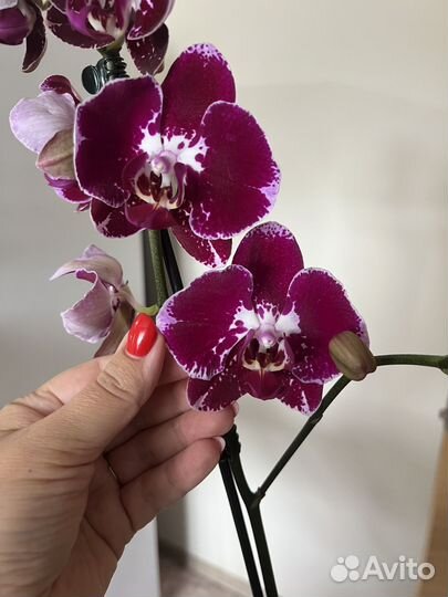 Орхидея фаленопсис сортовая Голландия