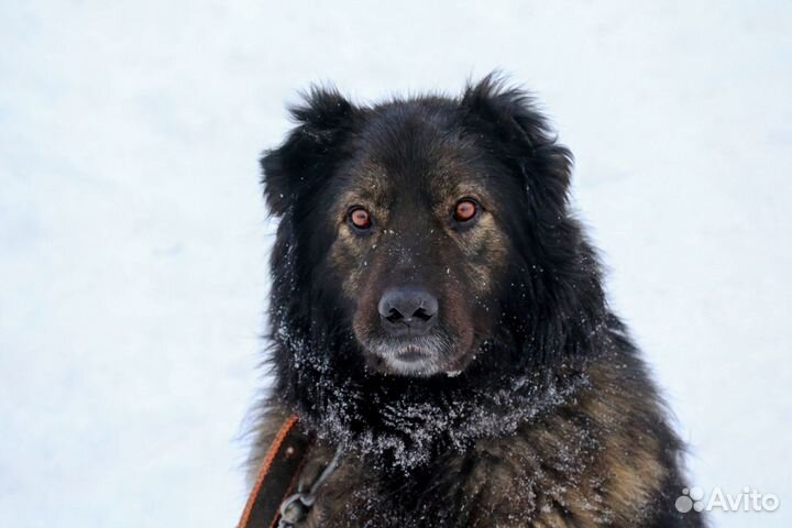 Метис кавказской овчарки Димар в добрые руки