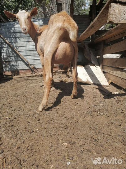 Дойные козы молочных линий зааненской породы