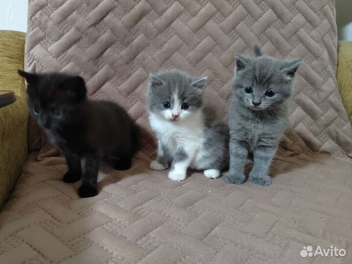 Котята