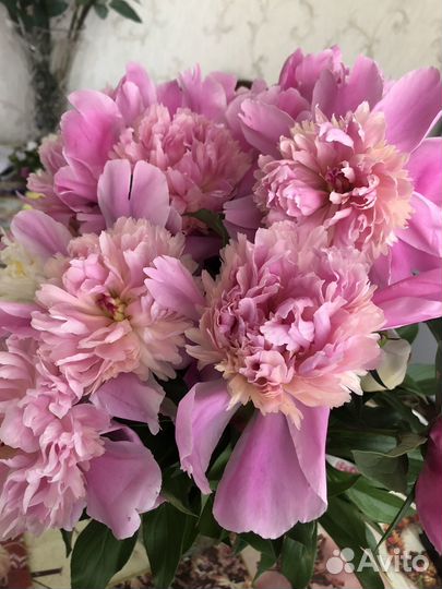 Пионы саженцы