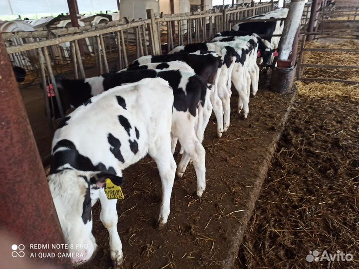 Телята бычки на откорм мясные