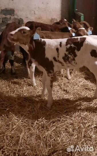 Бычки на откорм