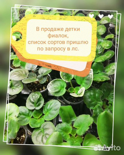Фиалки детки