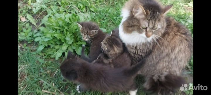 Пушистые котята