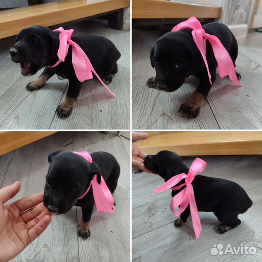 Щенята в добрые руки