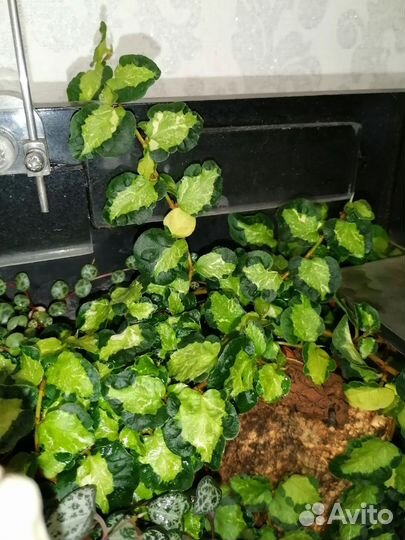 Сингониум, фикус, растения, цветы