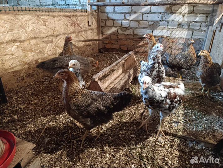 Продам молодок белефельдера