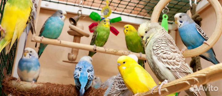 Волнистые попугайчики