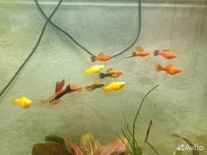 Аквариумные рыбки