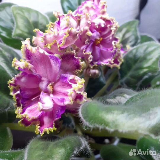 Фиалки сортовые