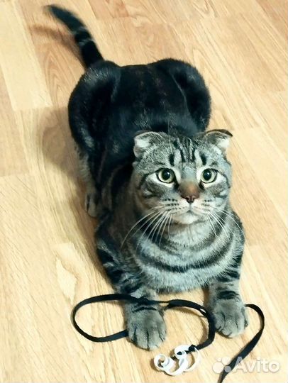 Передержка кошечек