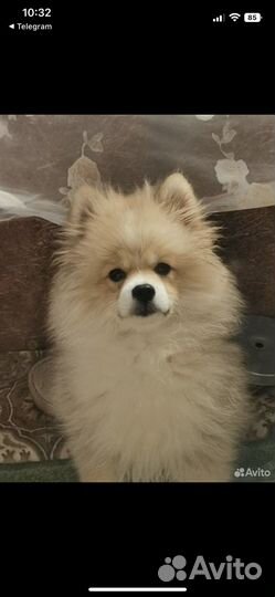 Померанский шпиц мальчик