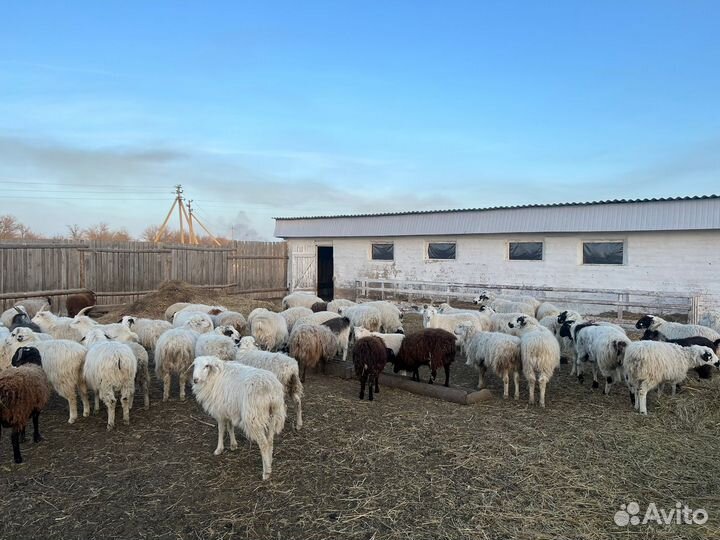 Ягнята на Курбан-Байрам