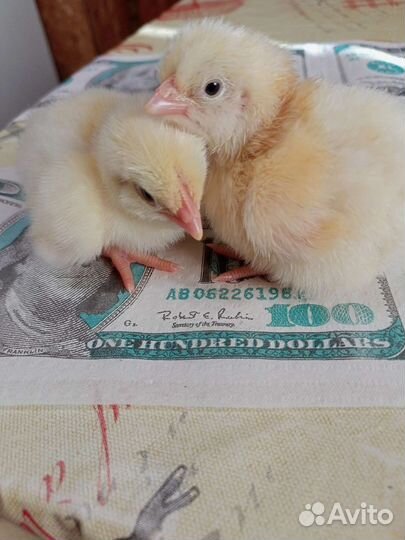 Цыплята бройлеров и другой птицы