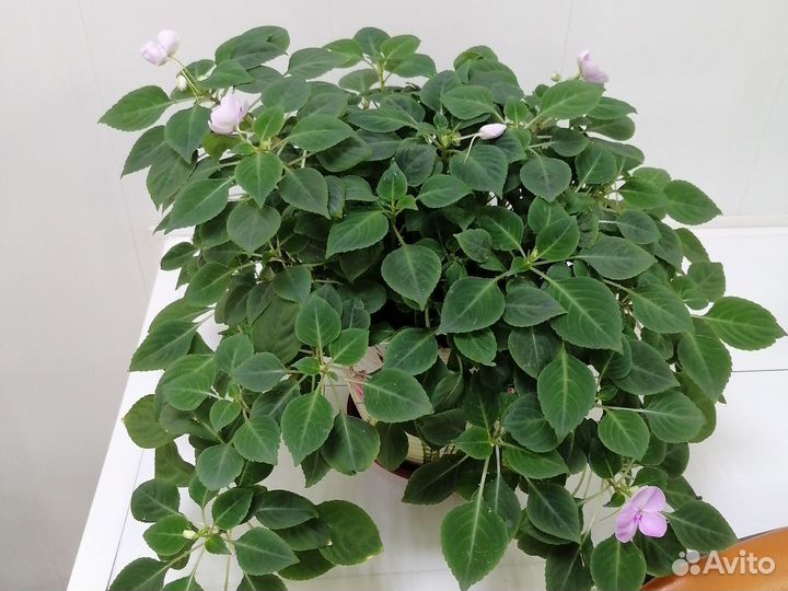 Комнатные цветы