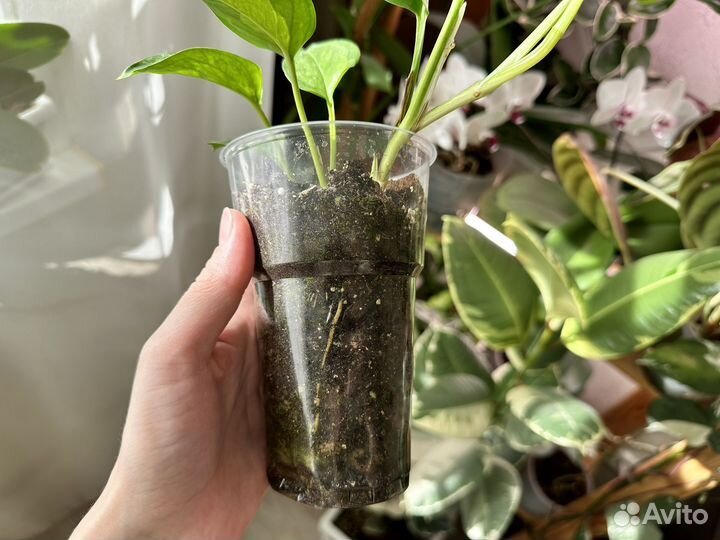 Сциндапсус, филодендрон