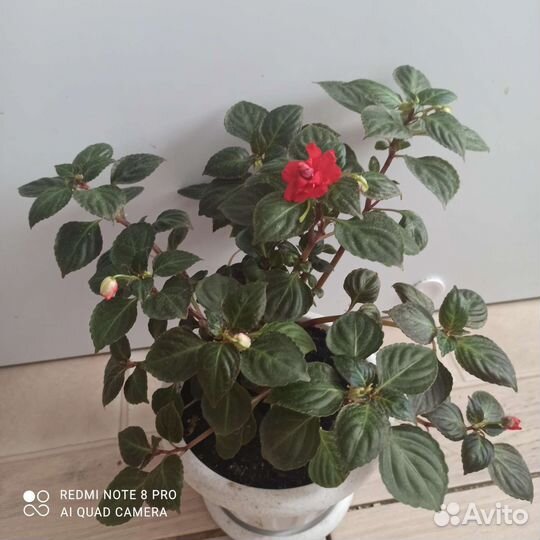 Бальзамин махровый