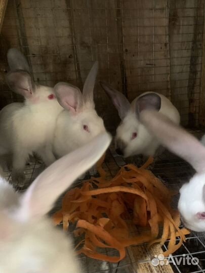 Крольчата