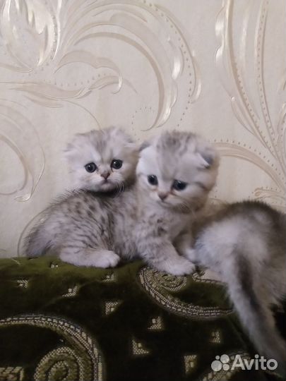 Шотландские котята
