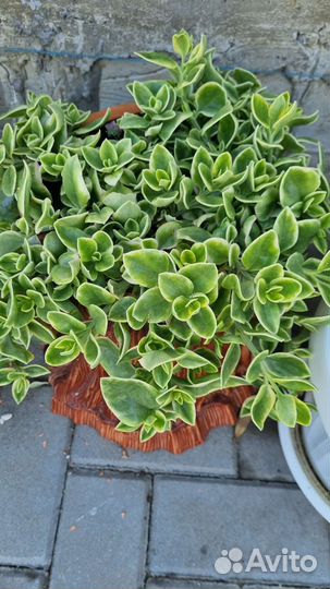 Аптения вариегатная