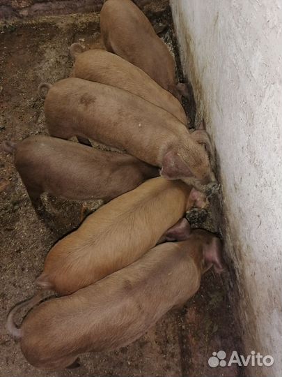 Продам поросят